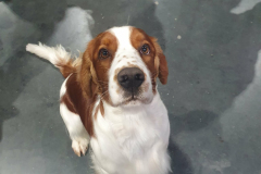 98f32b3f-6772-4234-98be-6c81bf76d003-1