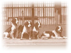 longmynd-welsh-springer-spaniels-lge